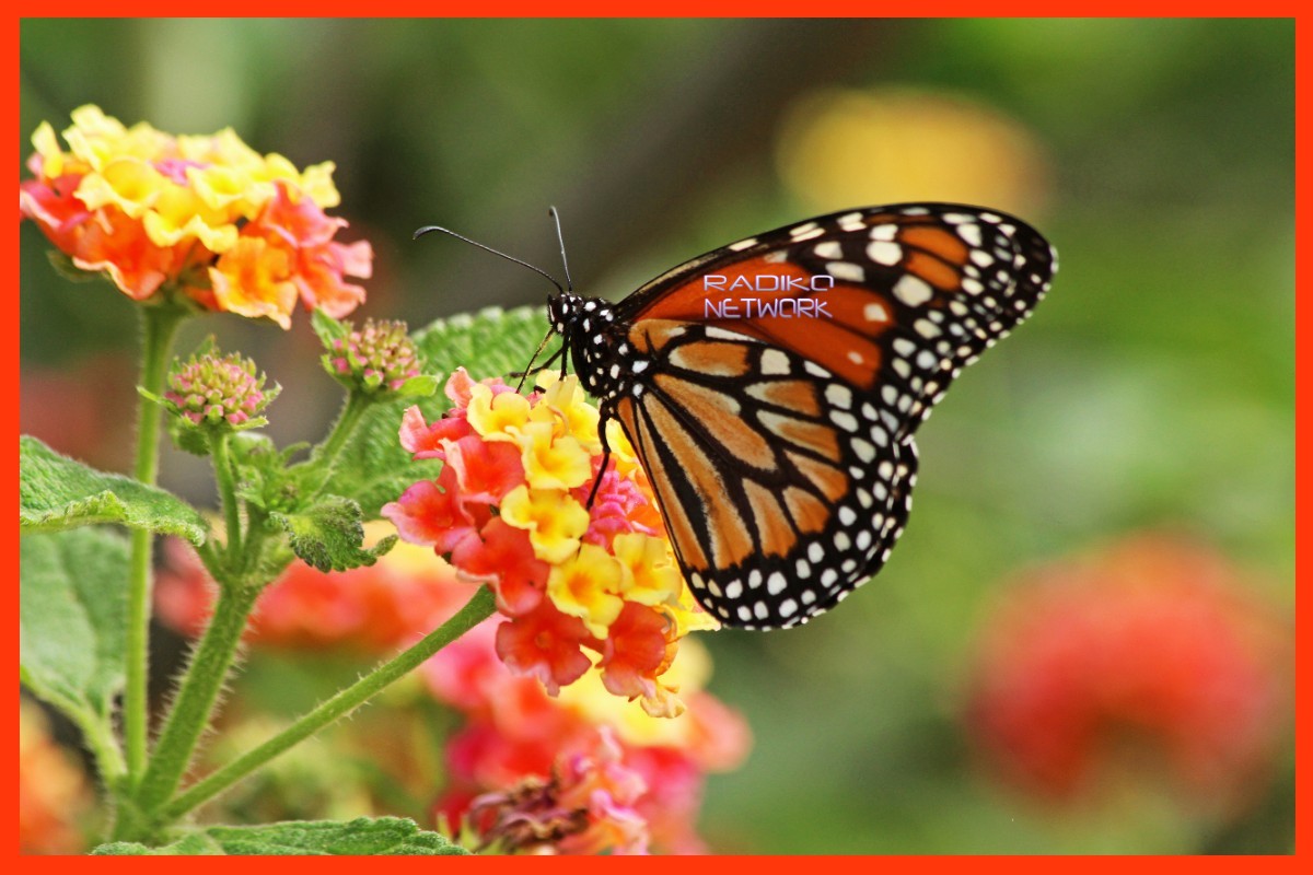 mariposa monarca